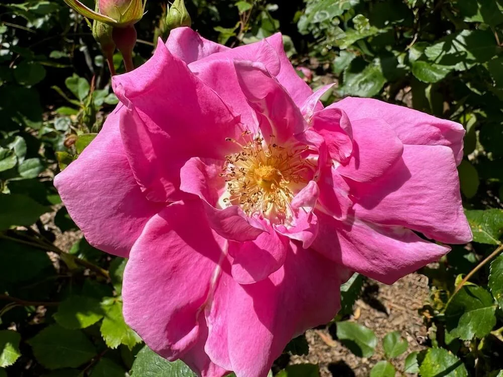 Rosa 'Royal Welcome' (Royal Welcome Hybrid Tea Rose) — Northwest